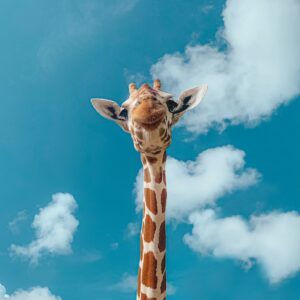 brown giraffe under blue sky during daytime