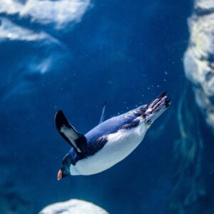 white and black penguin in water